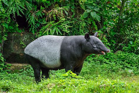 erek tapir  Orang Mati : ♣ 89
